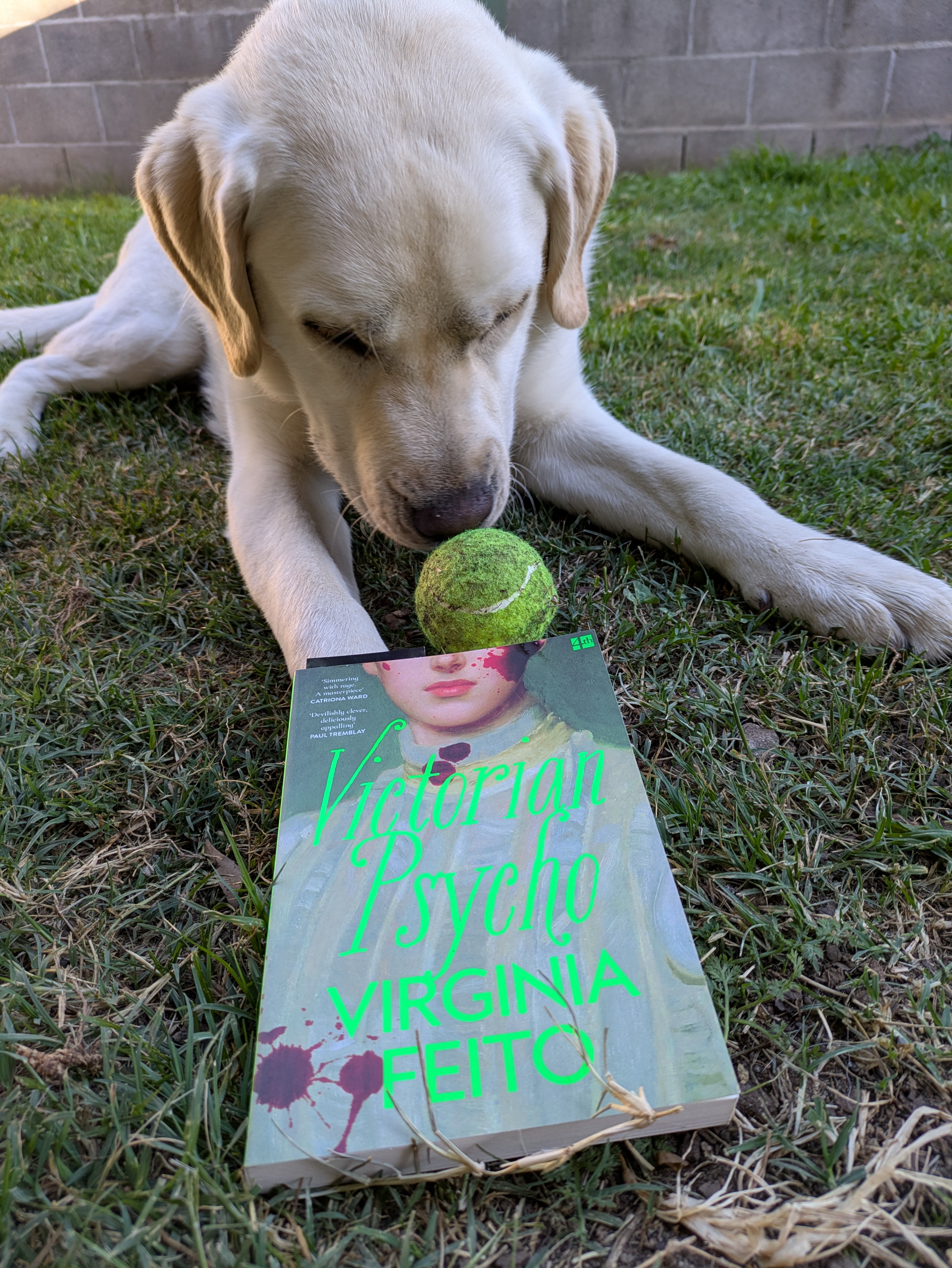my copy of the novel and dog my copy of the novel and dog
